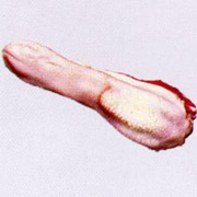 羊舌