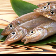 沙尖鱼