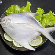 白鲳鱼