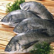 海鲫鱼