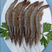 长毛对虾