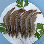 东方对虾
