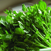 豆瓣菜