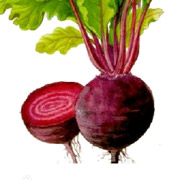 甜菜根