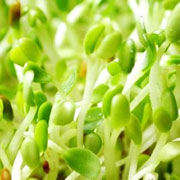 苜蓿芽