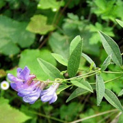 歪头菜