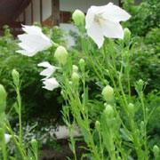 白花桔梗