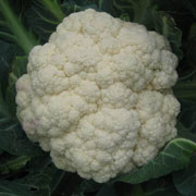白花椰菜