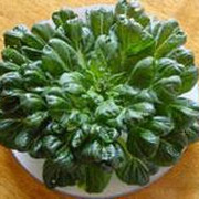 乌菜