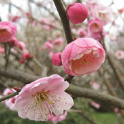 梅花