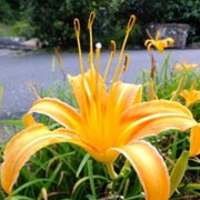 青金针花