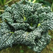 黑油菜