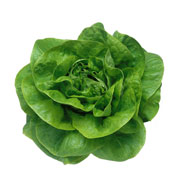 奶油生菜