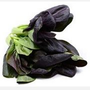 紫叶油菜