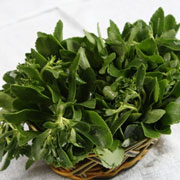 养心菜