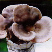 鲍鱼菇