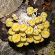 珊瑚菇