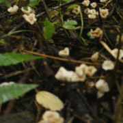 小草菇