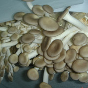 袖珍菇