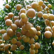 油皮