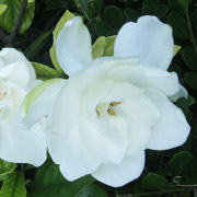 栀子花