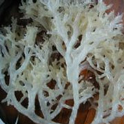 珊瑚草
