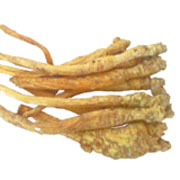 南沙参