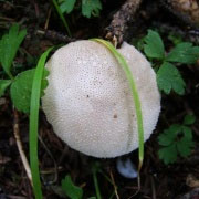 牛眼睛菌