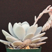 雪莲
