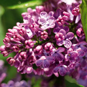 丁香花