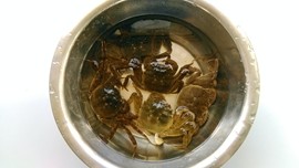 六月黄炒年糕步骤2