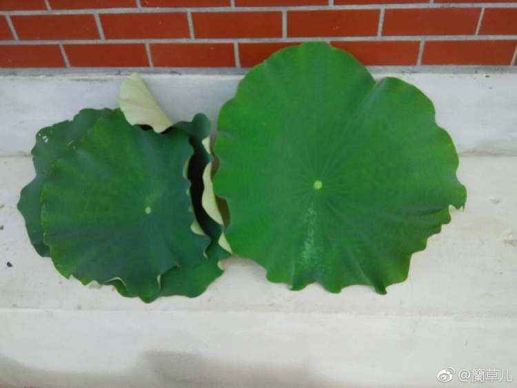 荷香腐乳米粉肉步骤1