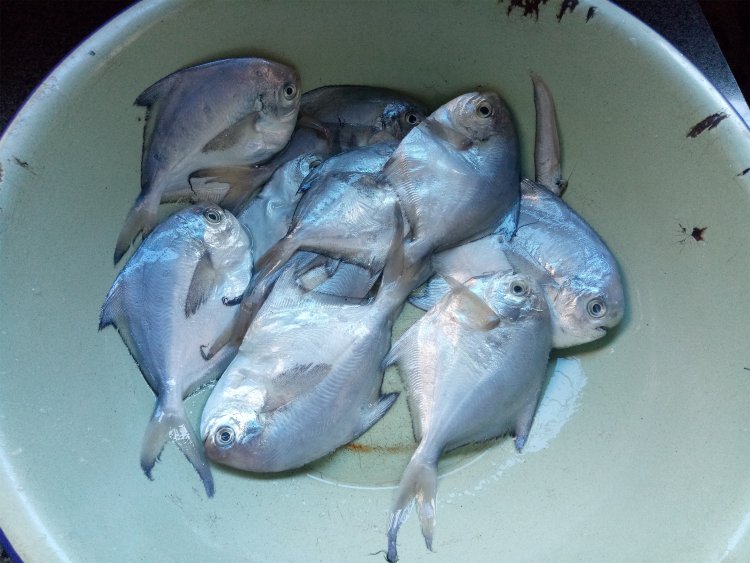 酱油蒸鲳鱼步骤1