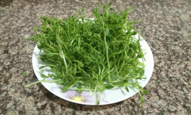 上汤豆苗步骤1