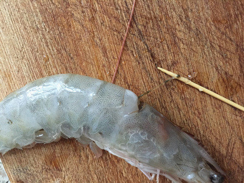 蒜蓉粉丝蒸虾步骤2