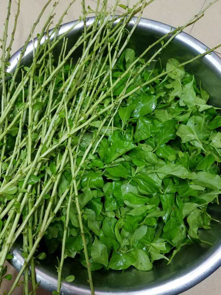 枸杞叶瘦肉汤步骤1