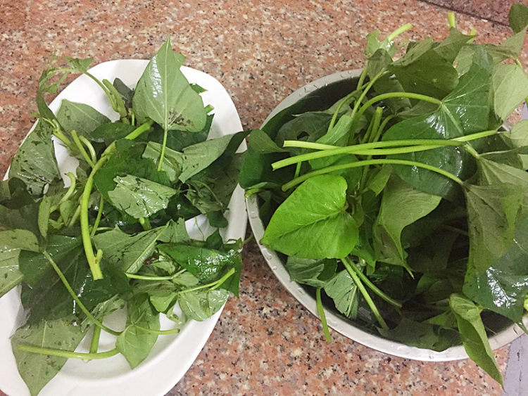 香蒜薯苗步骤2