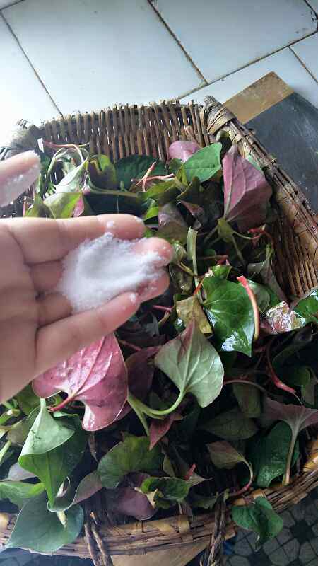 凉拌鱼腥草步骤2