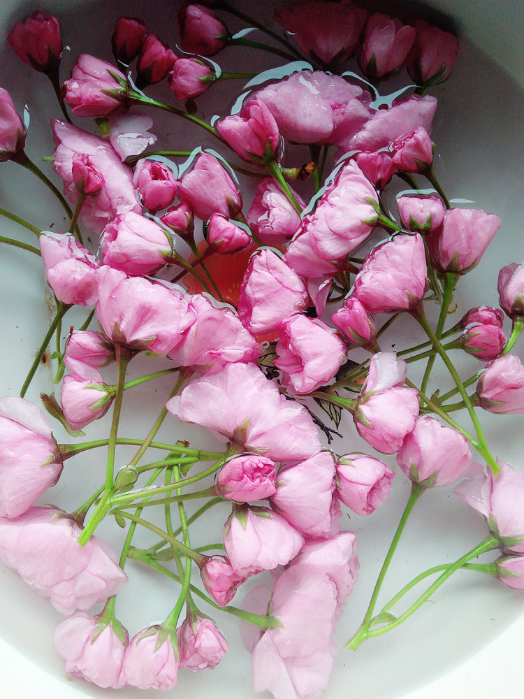糖渍樱花步骤2