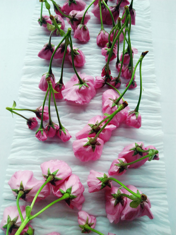 糖渍樱花步骤3