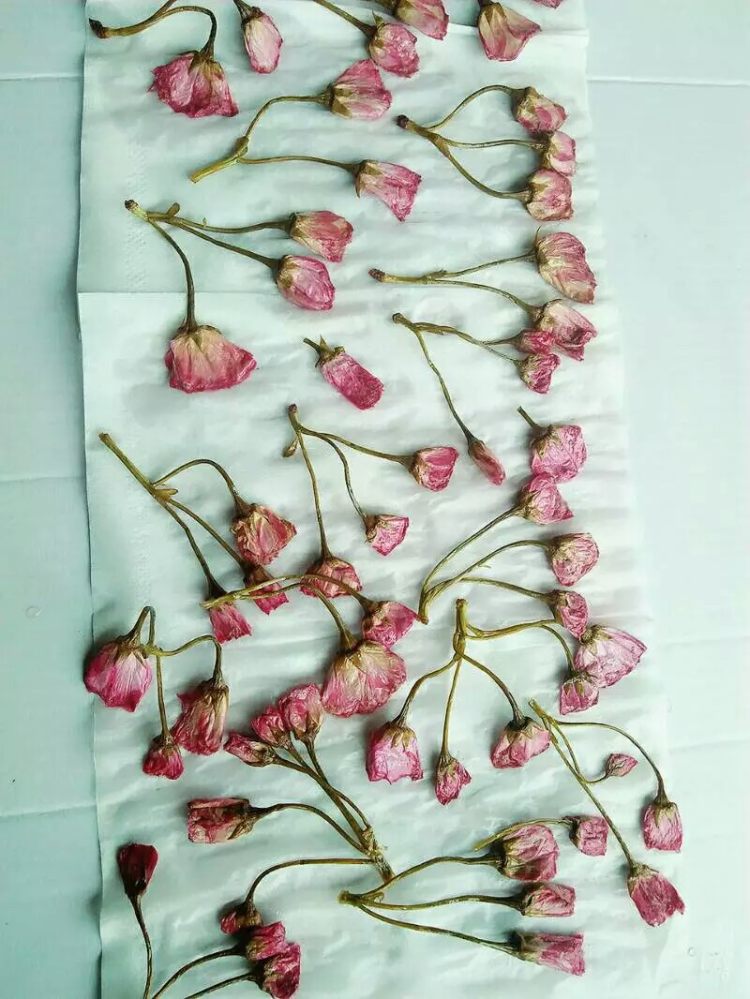 糖渍樱花步骤11