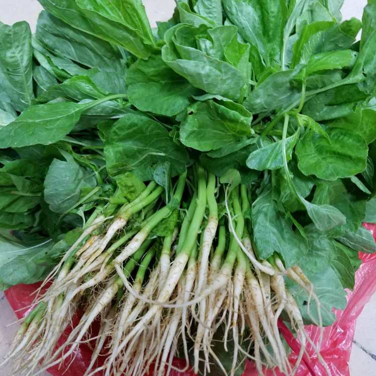 蒜蓉炒苋菜步骤1