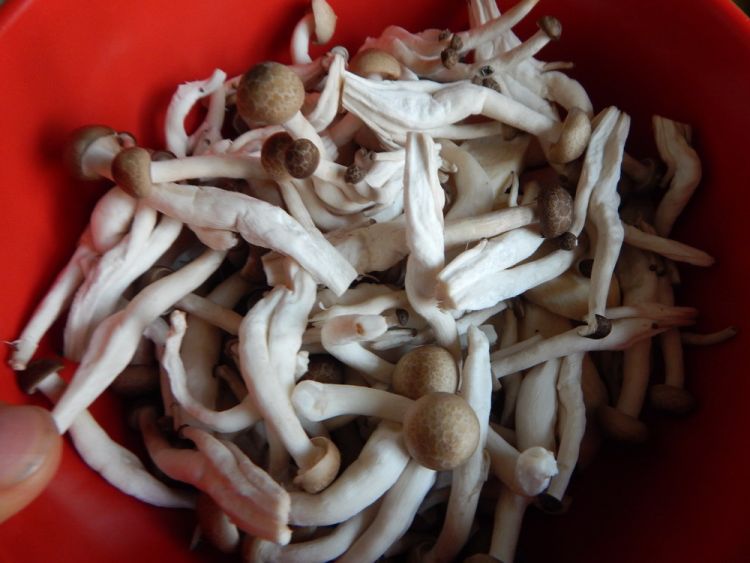 莴笋炒双菇步骤1