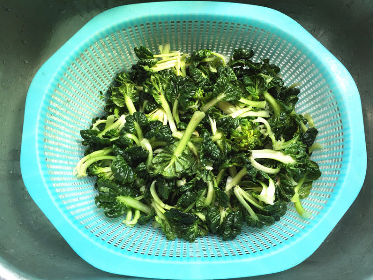 真姬菇炒乌塌菜步骤2