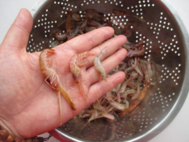 麻辣油爆虾步骤3