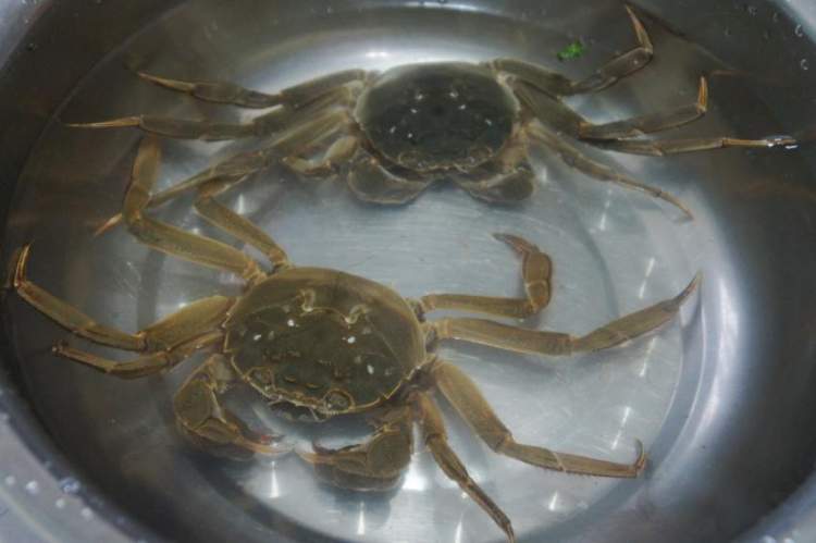 干煎大闸蟹步骤2