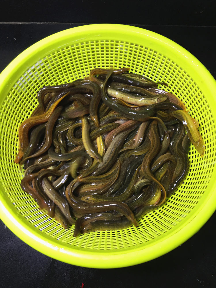豆腐焖泥鳅步骤1