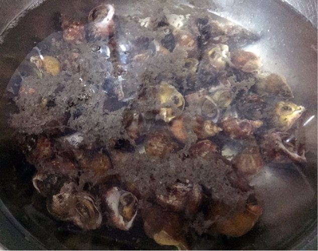白灼香螺步骤4