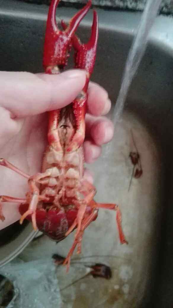 麻辣啤酒小龙虾步骤2