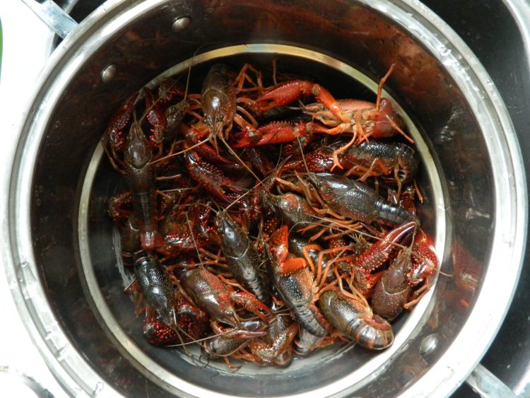 酱香小龙虾#新鲜从这步骤1